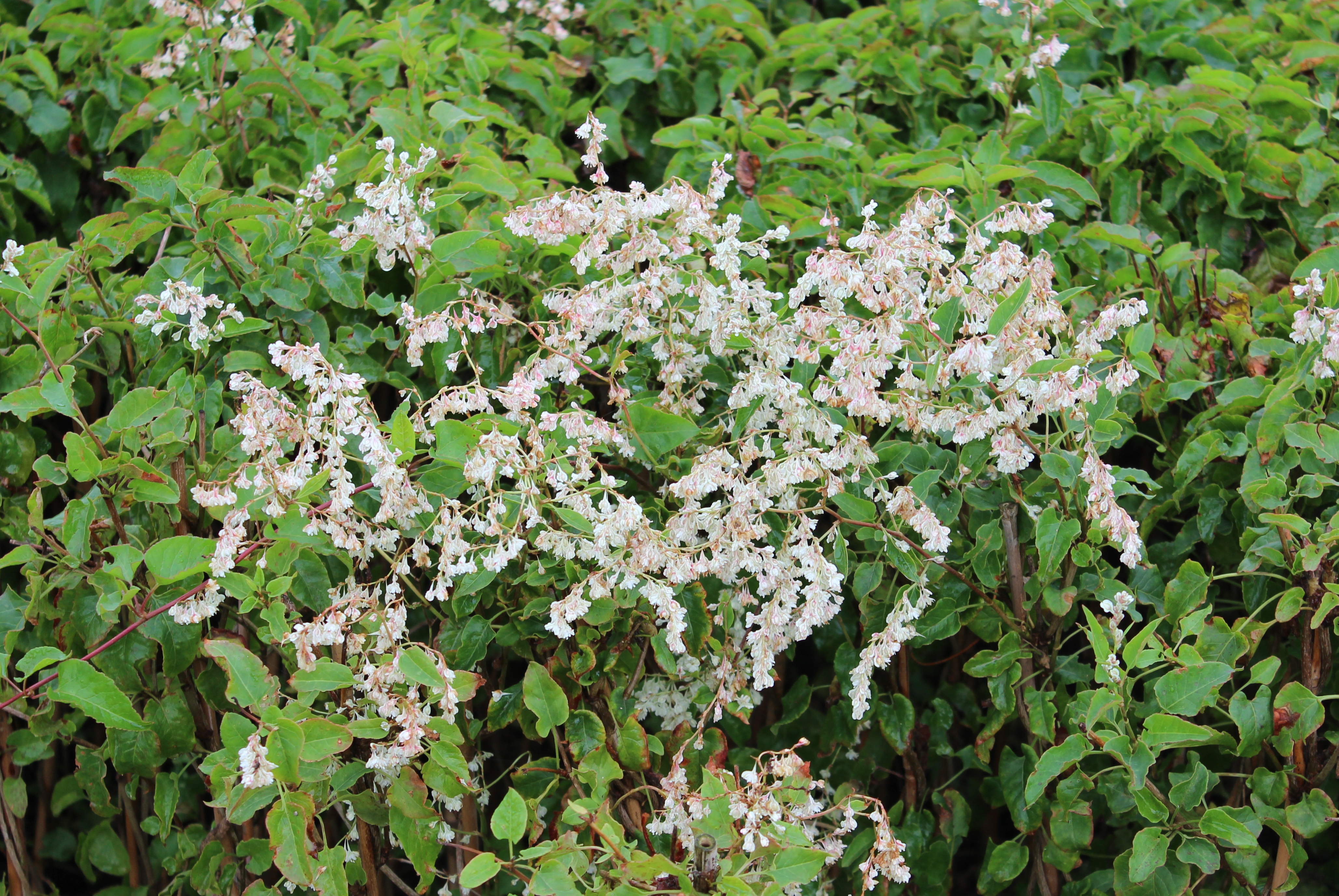Arkitektens Trøst, Polygonum aubertii, 5 liter potte, 100 - 150 cm ...