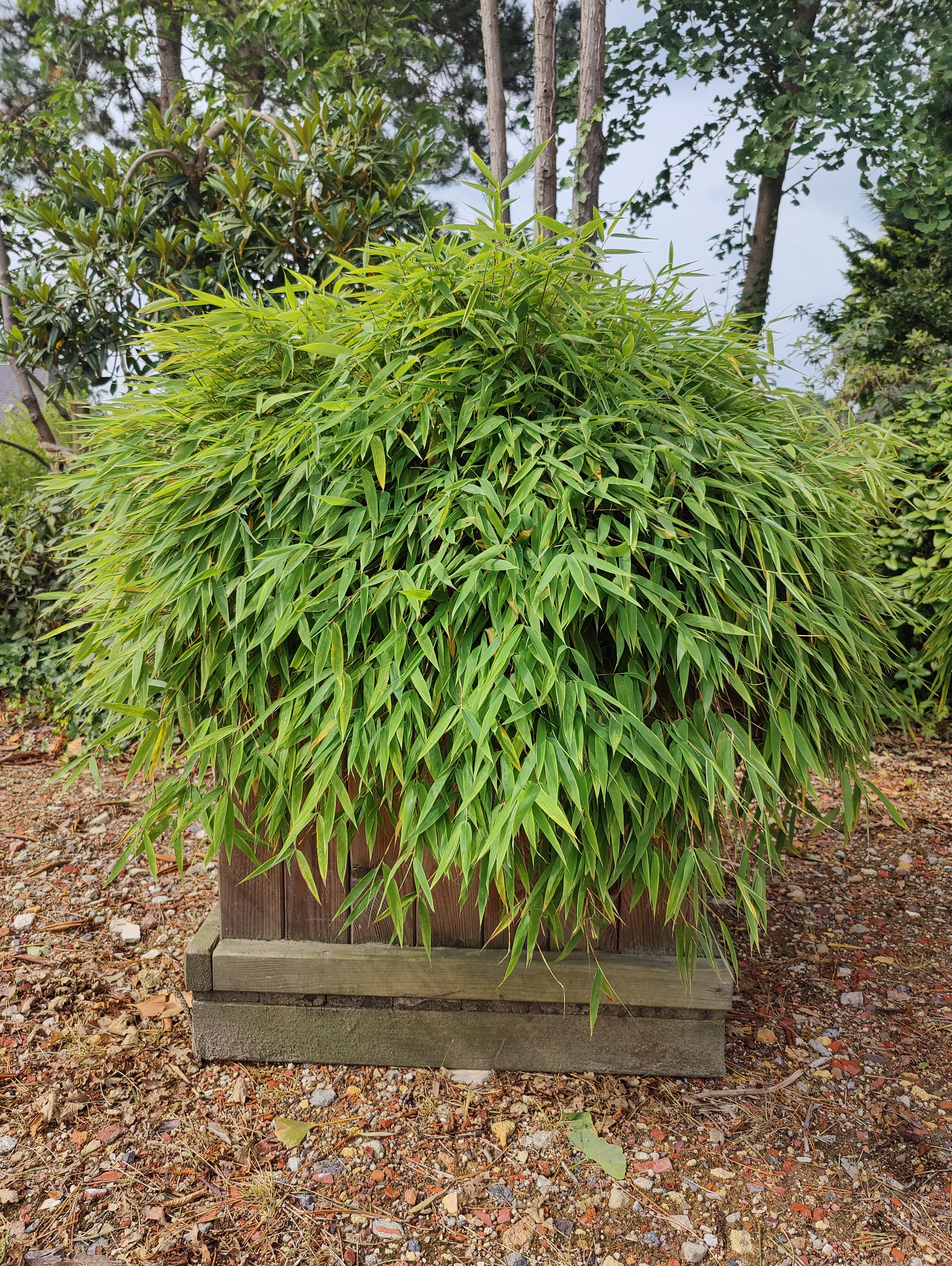 gummibaum elastica Ficus Elastica Cloe Gummibaum 65cm – Zimmerpflanze im Korb Ø19cm – gro main image 1