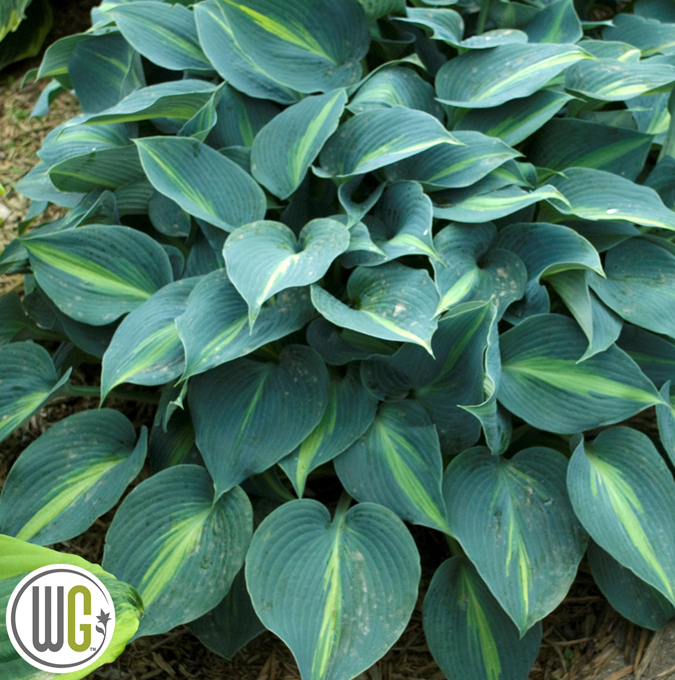 funkia-hosta-hybrid-touch-of-class-5-liter-potte-plantorama