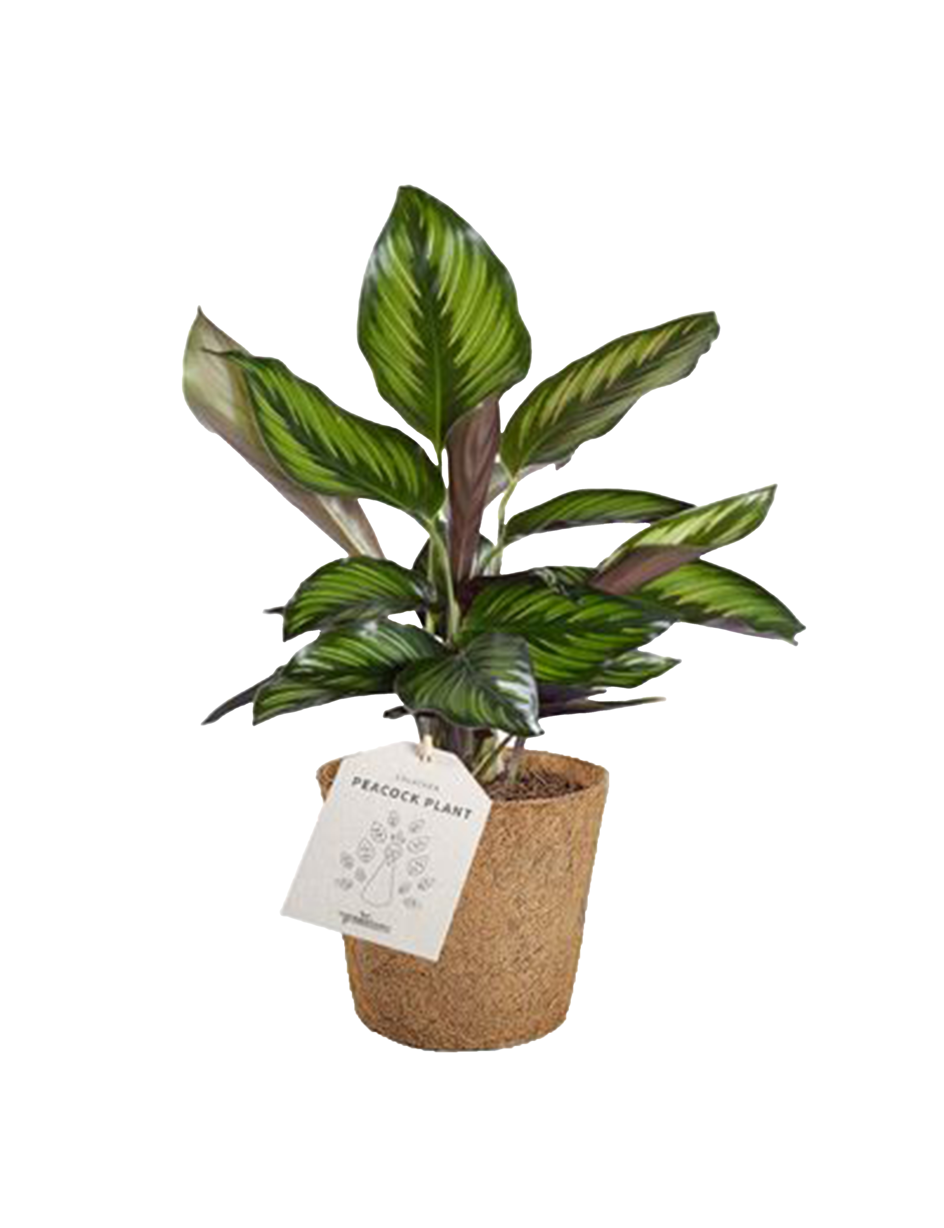 Fiskebensplante Cocoz®, Calathea Rufibarba Beautiful S. H30 cm, Ø11 cm ...