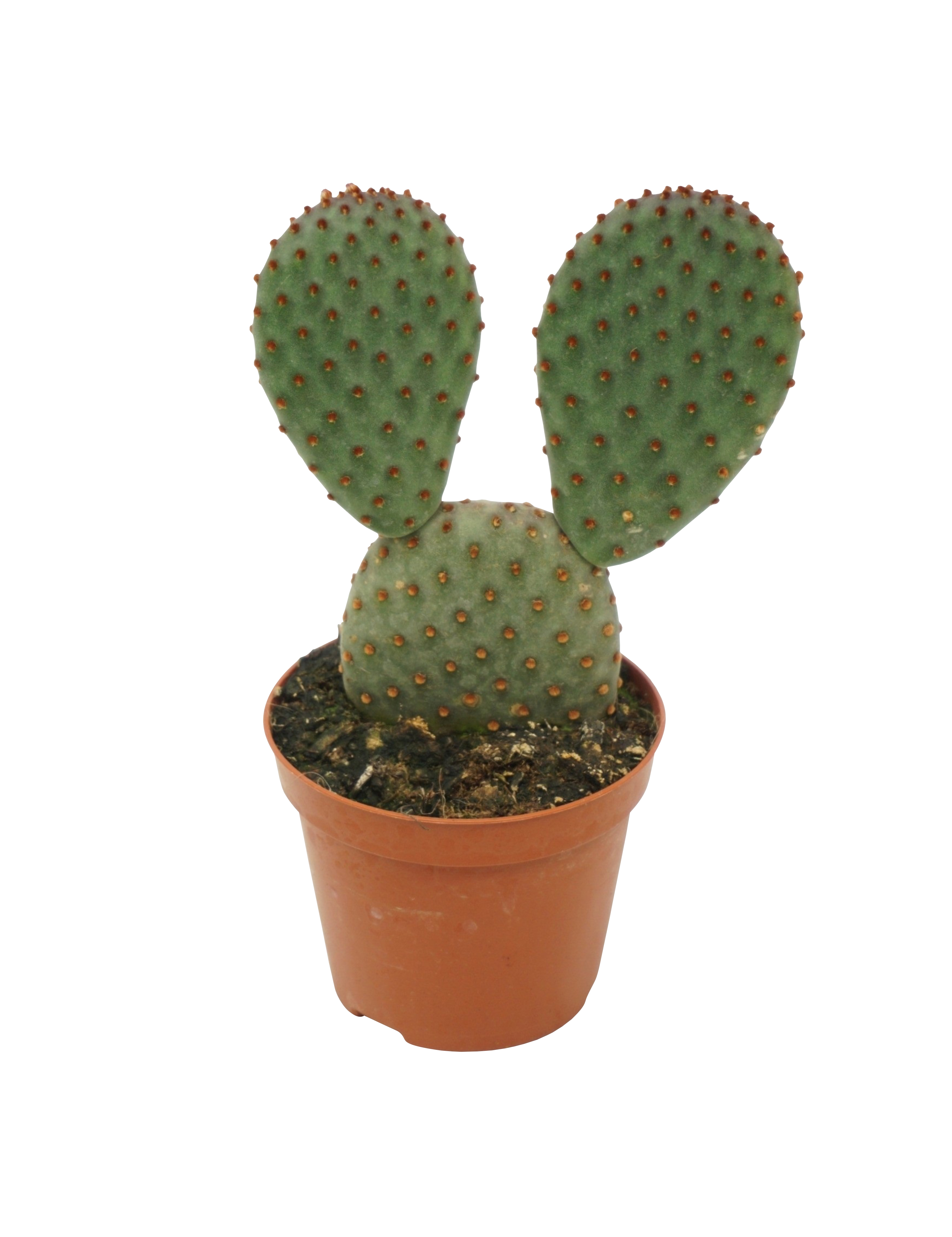 Kaktus Opuntia Microdasys 8 5 Cm Potte Plantorama kaktus-opuntia-microdasys-8-5-cm-potte-plantorama