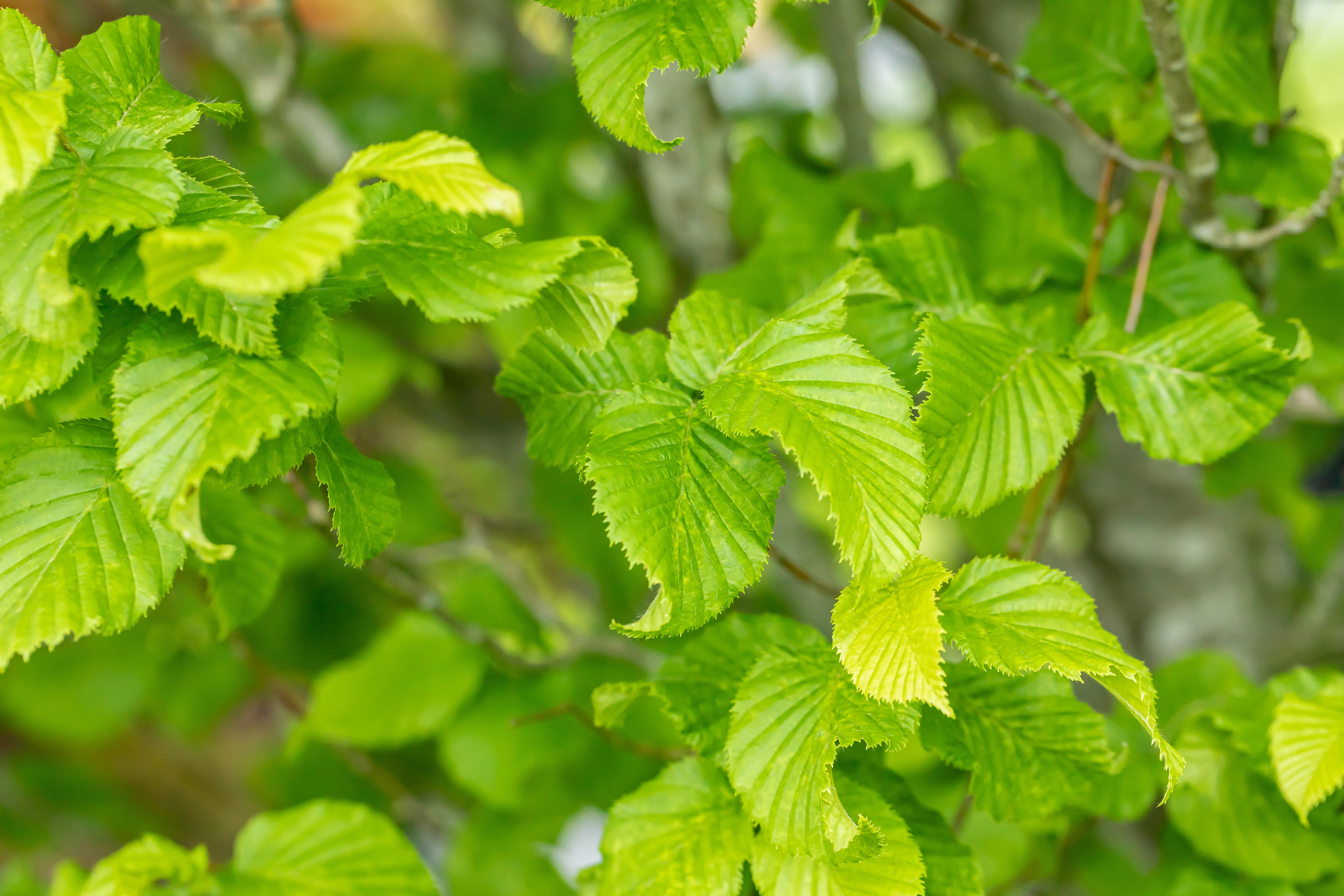 Avnbøg Carpinus betulus 'Monumentalis' 45 liter potte | Plantorama