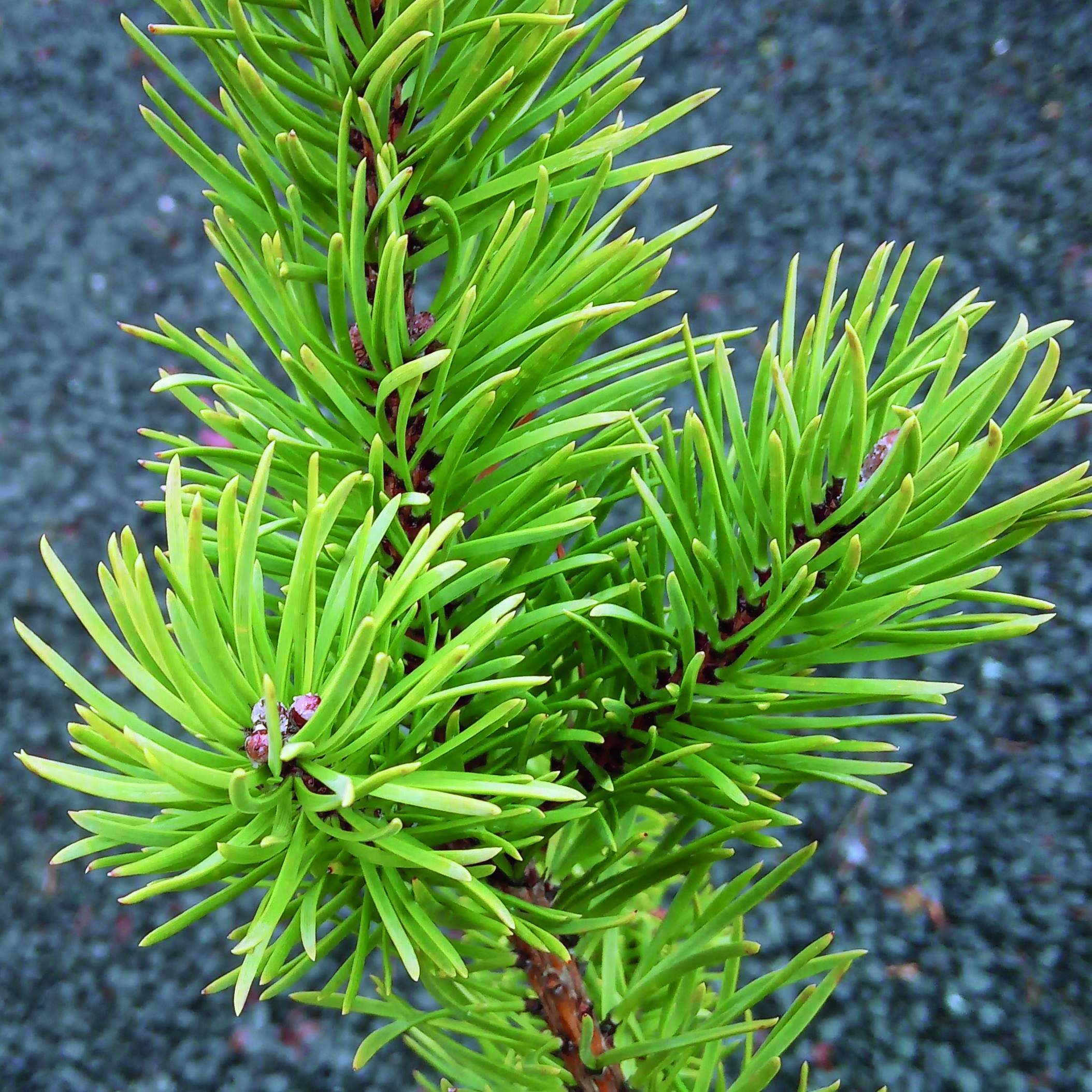 Banksfyr Pinus banksiana 'Kimmerholz' 7,5 liter potte H50-60 cm ...