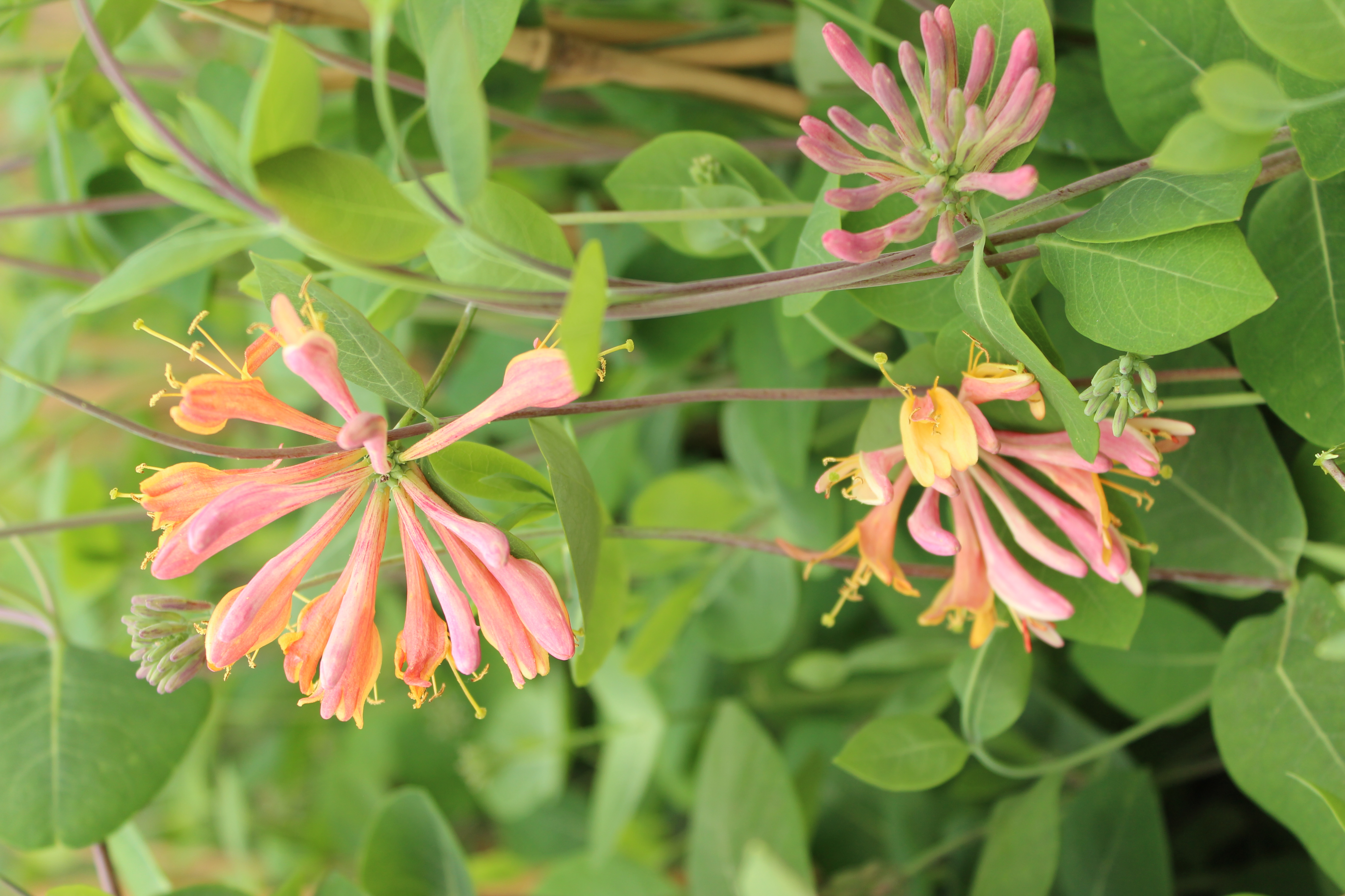 Kaprifolium, Lonicera heckrottii 'American Beauty', 5 liter potte, 100 -  150 cm | Plantorama