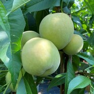 Hvid Fersken Prunus Persica Ice Peach 10 Liter Potte Plantorama