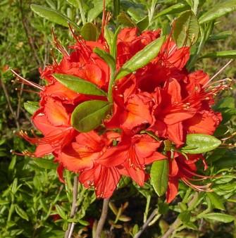 Lvfldende Azalea, Rhododendron hybrid 'Satan', 5 liter potte | Plantorama
