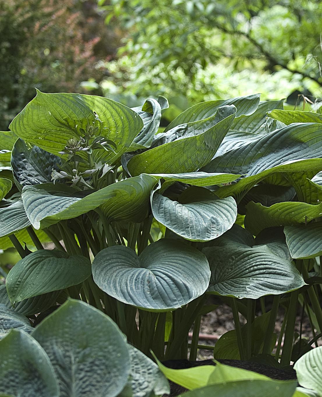 Hosta Hosta hybrid 'Empress Wu' 1 liter potte | Plantorama