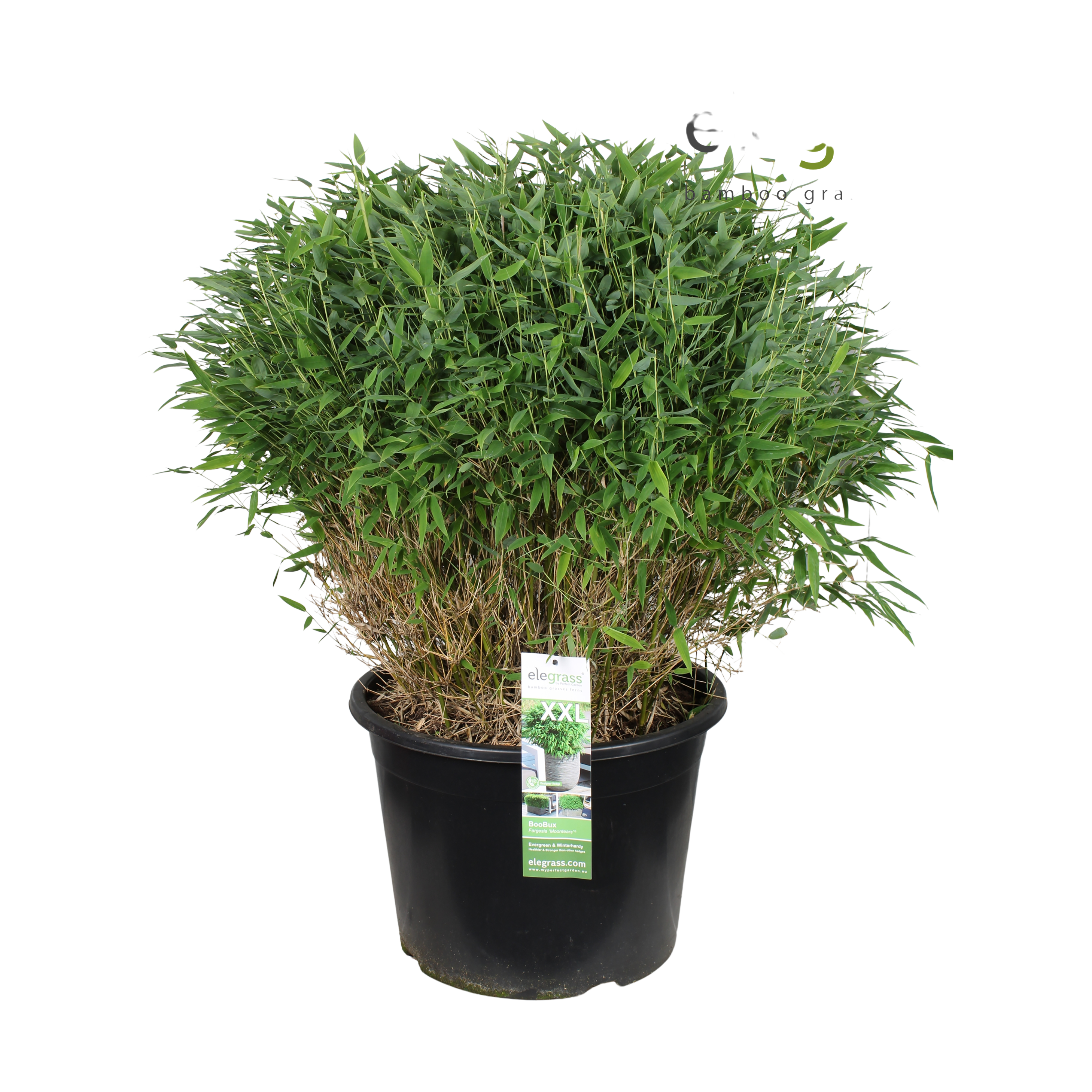 Bambus Fargesia murielae 'Moontears' 45 liter potte
