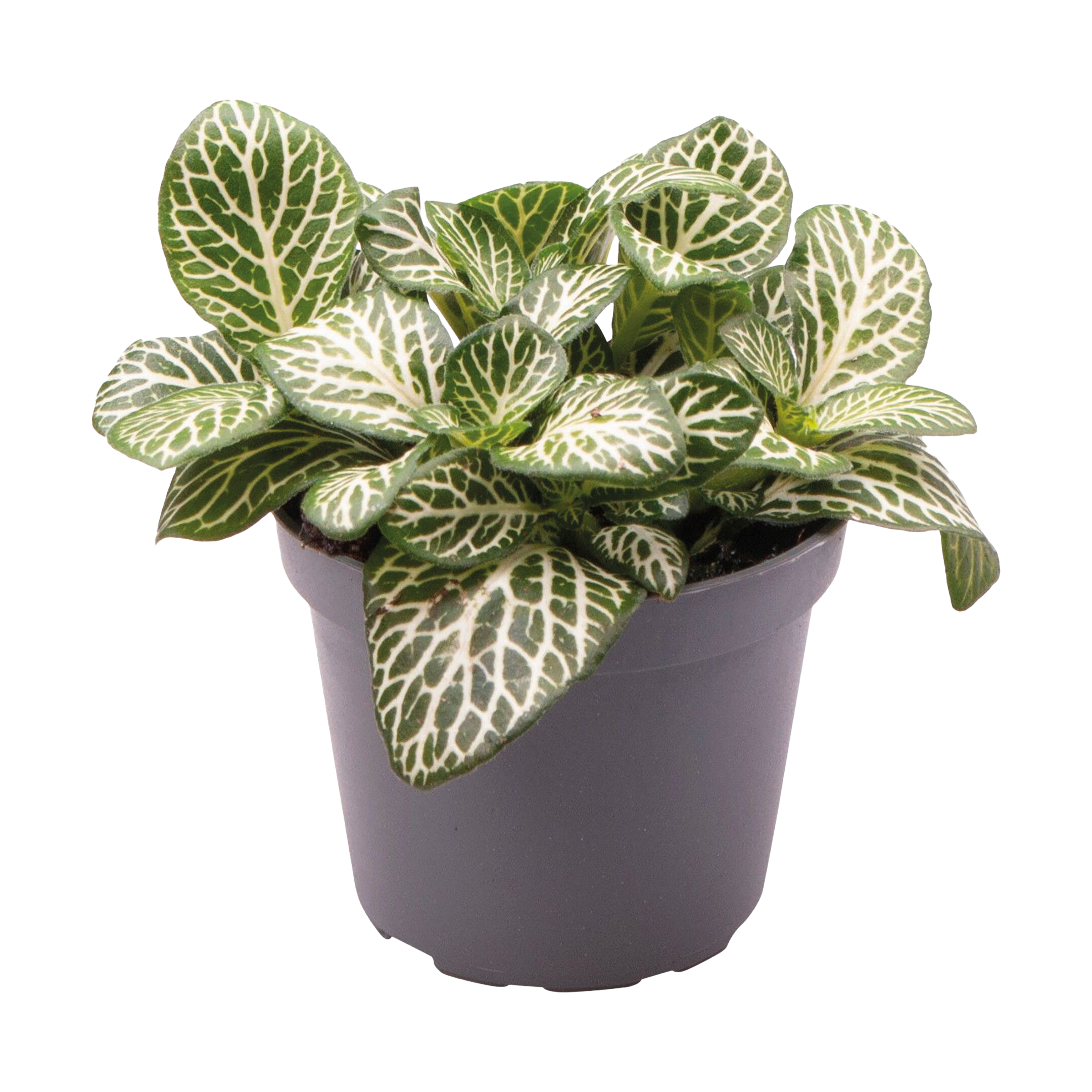 10+ Fittonia Mini White