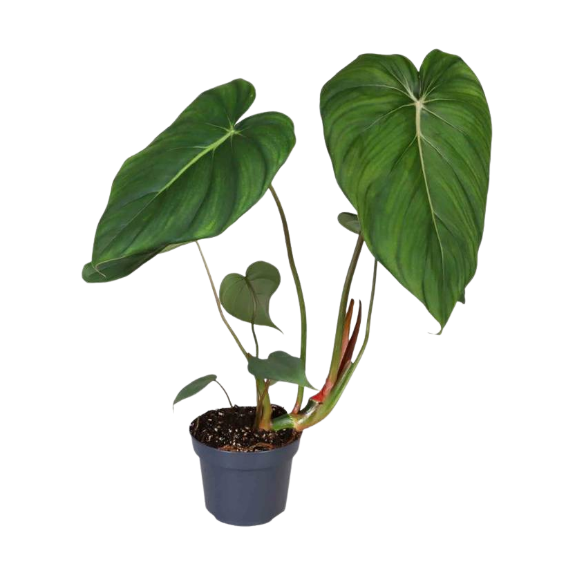 Filodendron , Philodendron 'McDowell', 12 cm potte | Plantorama