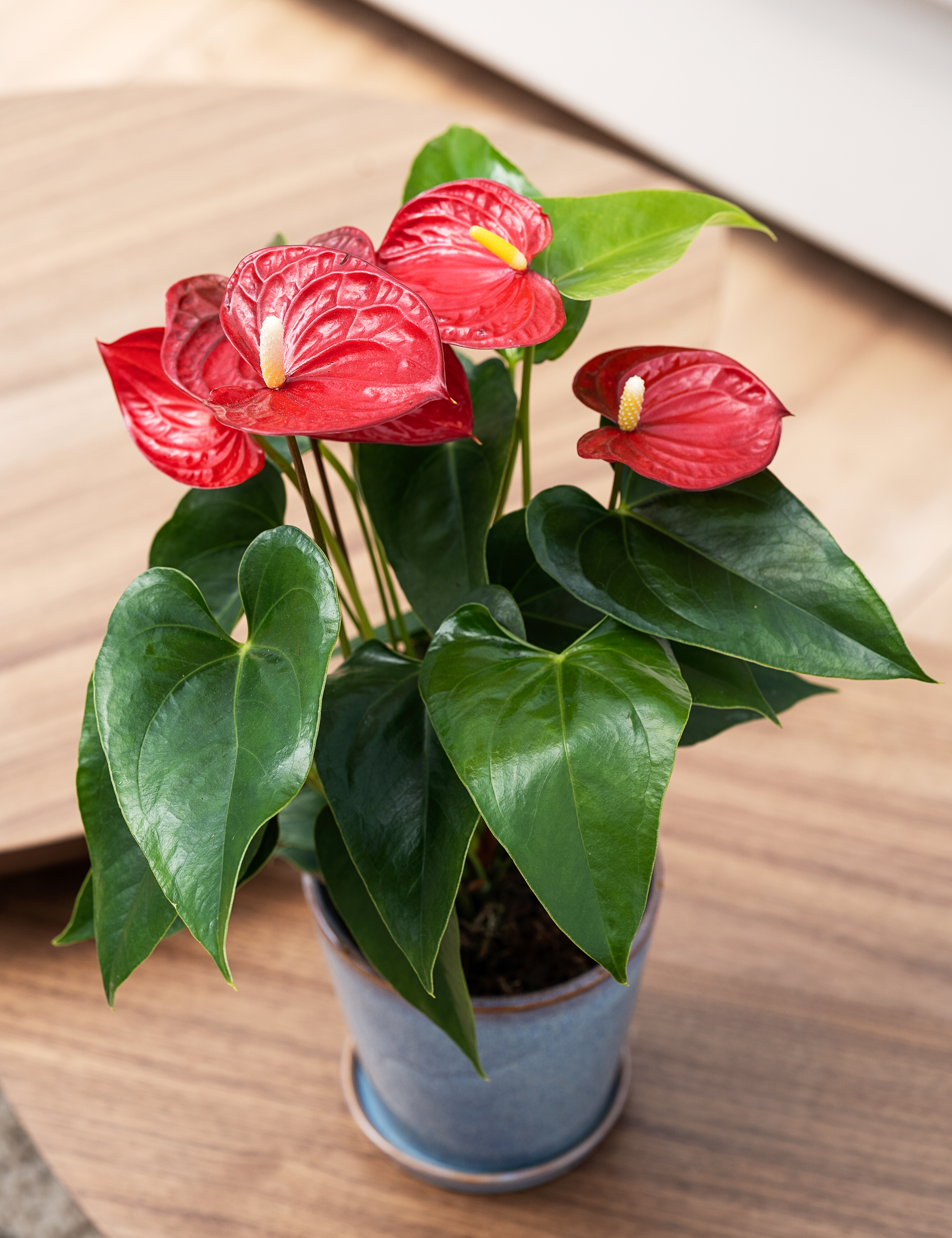 Flamingoblomst Anthurium andraeanum 'Karma' 12 cm potte