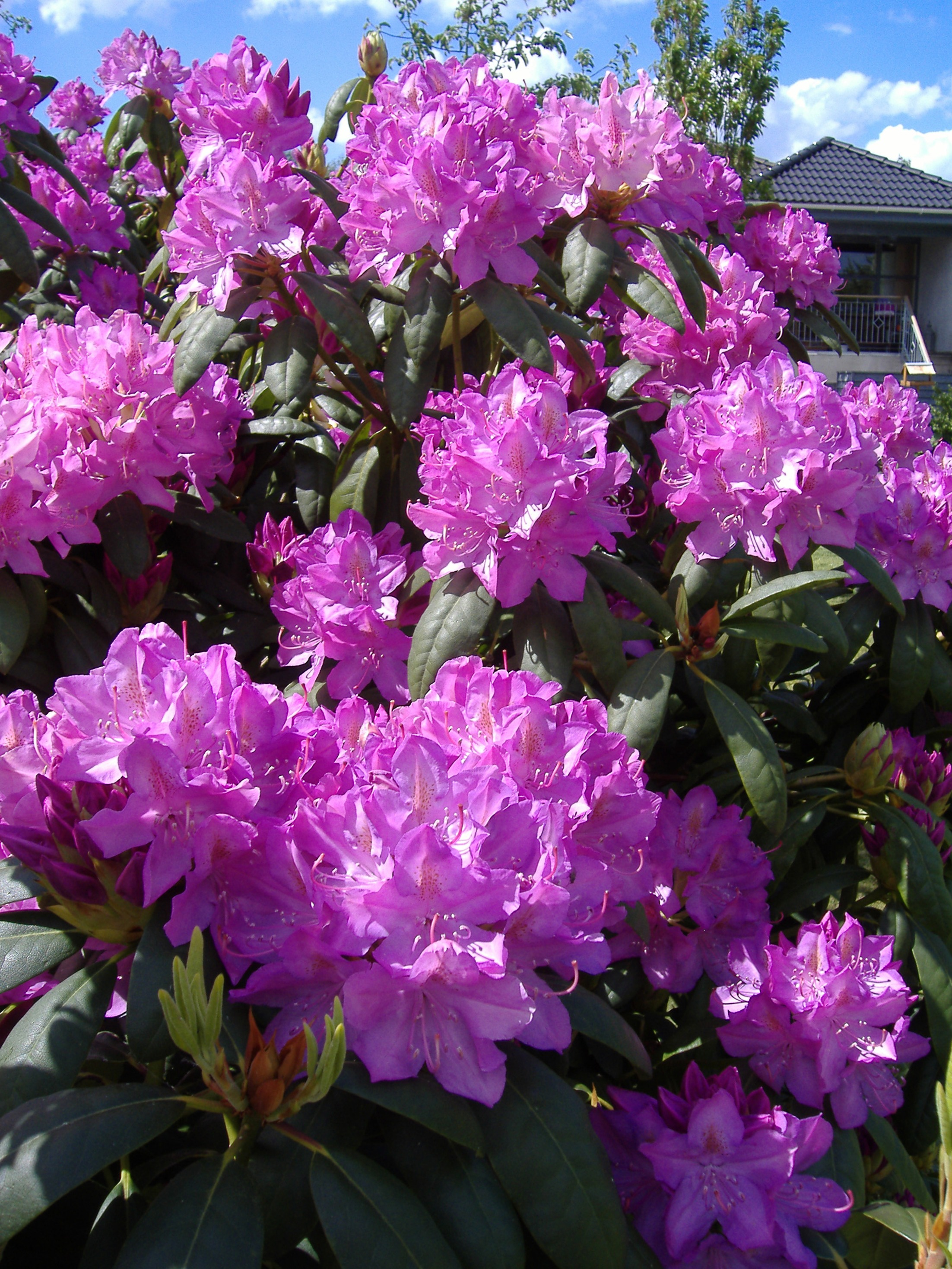 Rhododendron Rhododendron hybrid 'Catawbiense Grandiflorum' H30-40 cm 5  liter potte | Plantorama