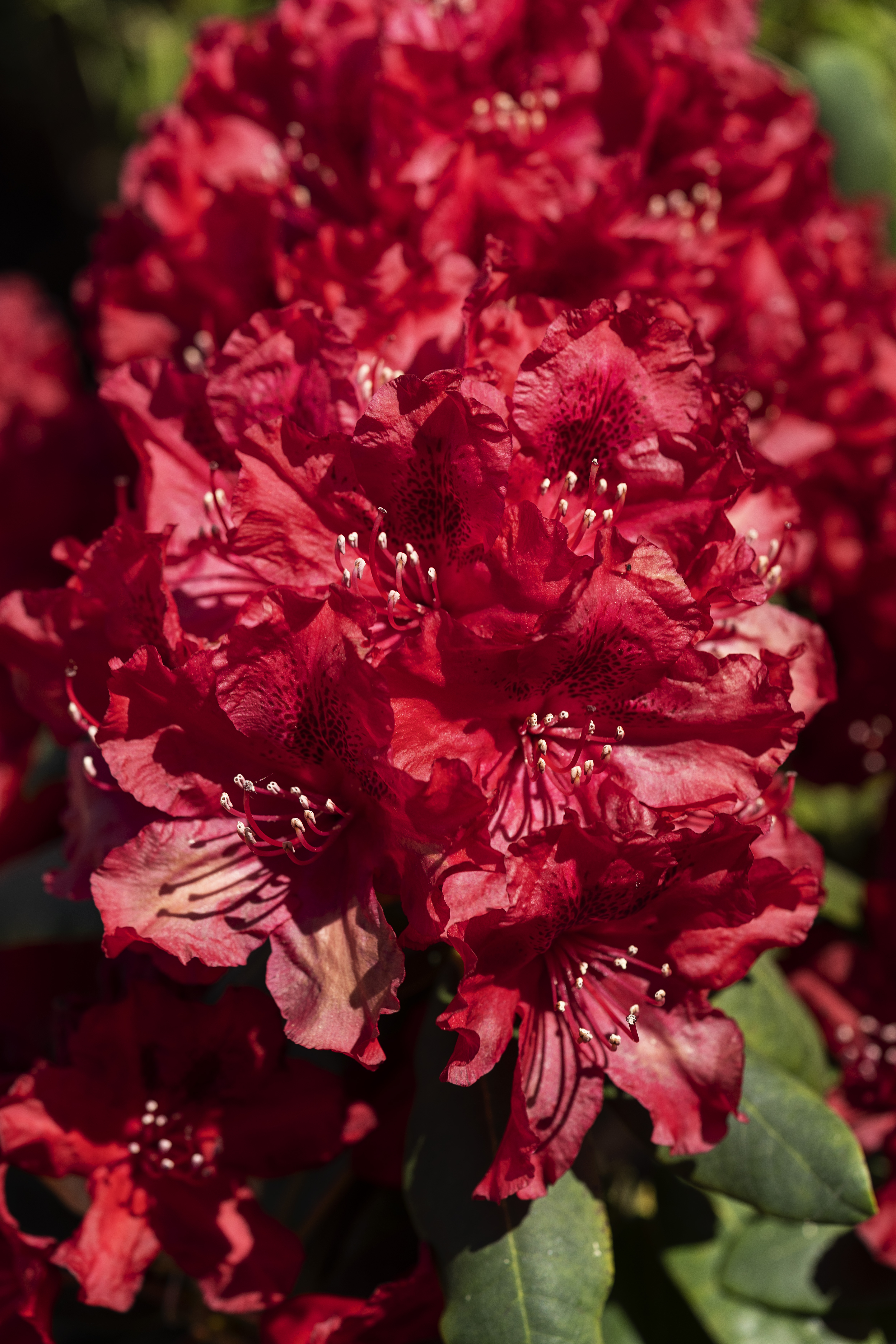 Rhododendron, Rhododendron hybrid 'Erato', 5 liter potte | Plantorama