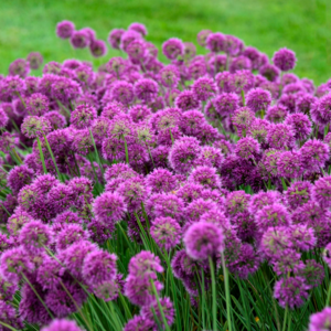 Prydløg, Allium hybrid 'Lavender Bubbles', 3 liter potte