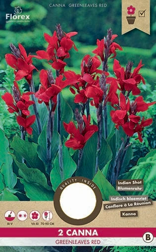 Canna Blomst () Canna Blomst