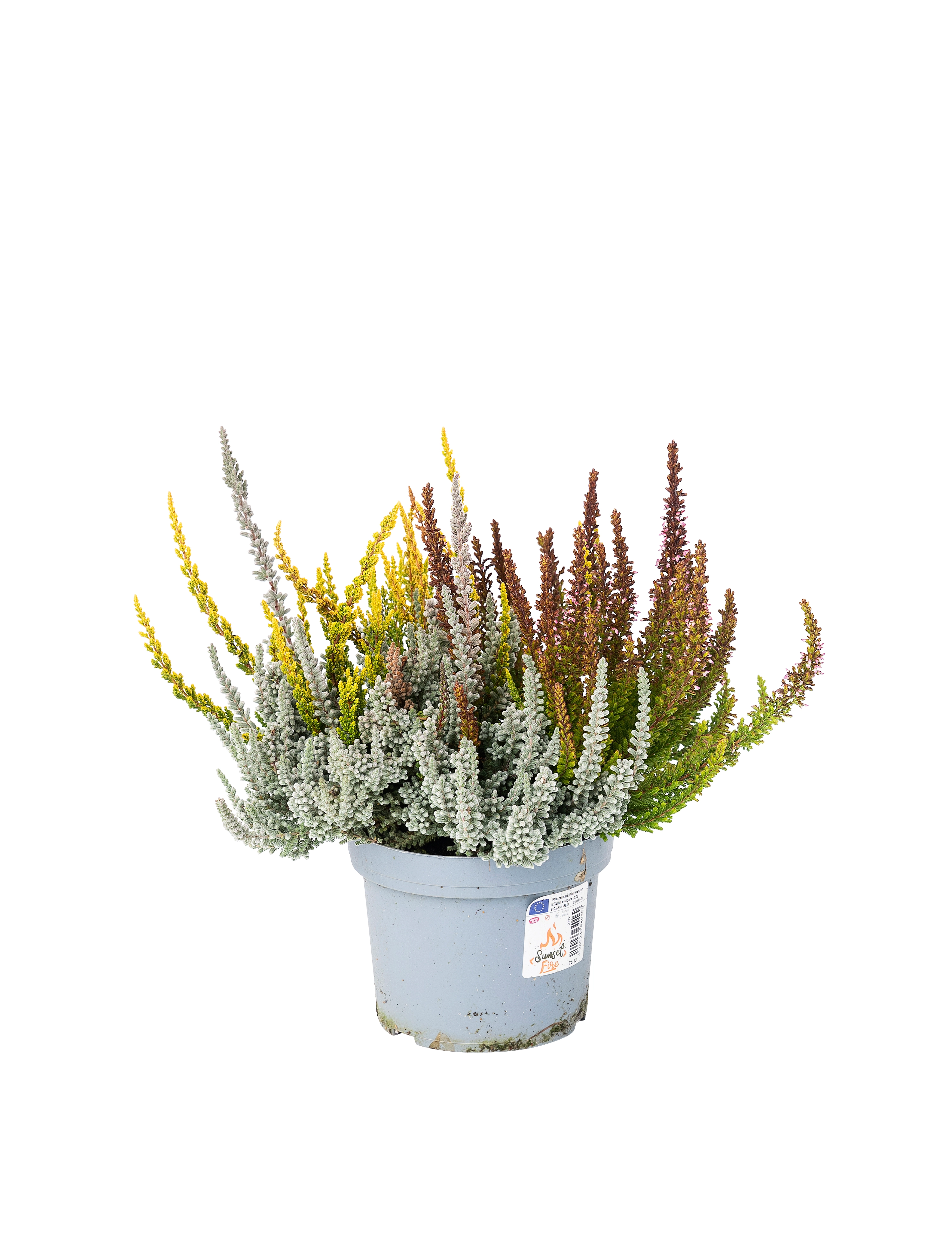 Knoplyng Calluna vulgaris 'Sunset Trio Girls' Ø23 cm potte | Plantorama