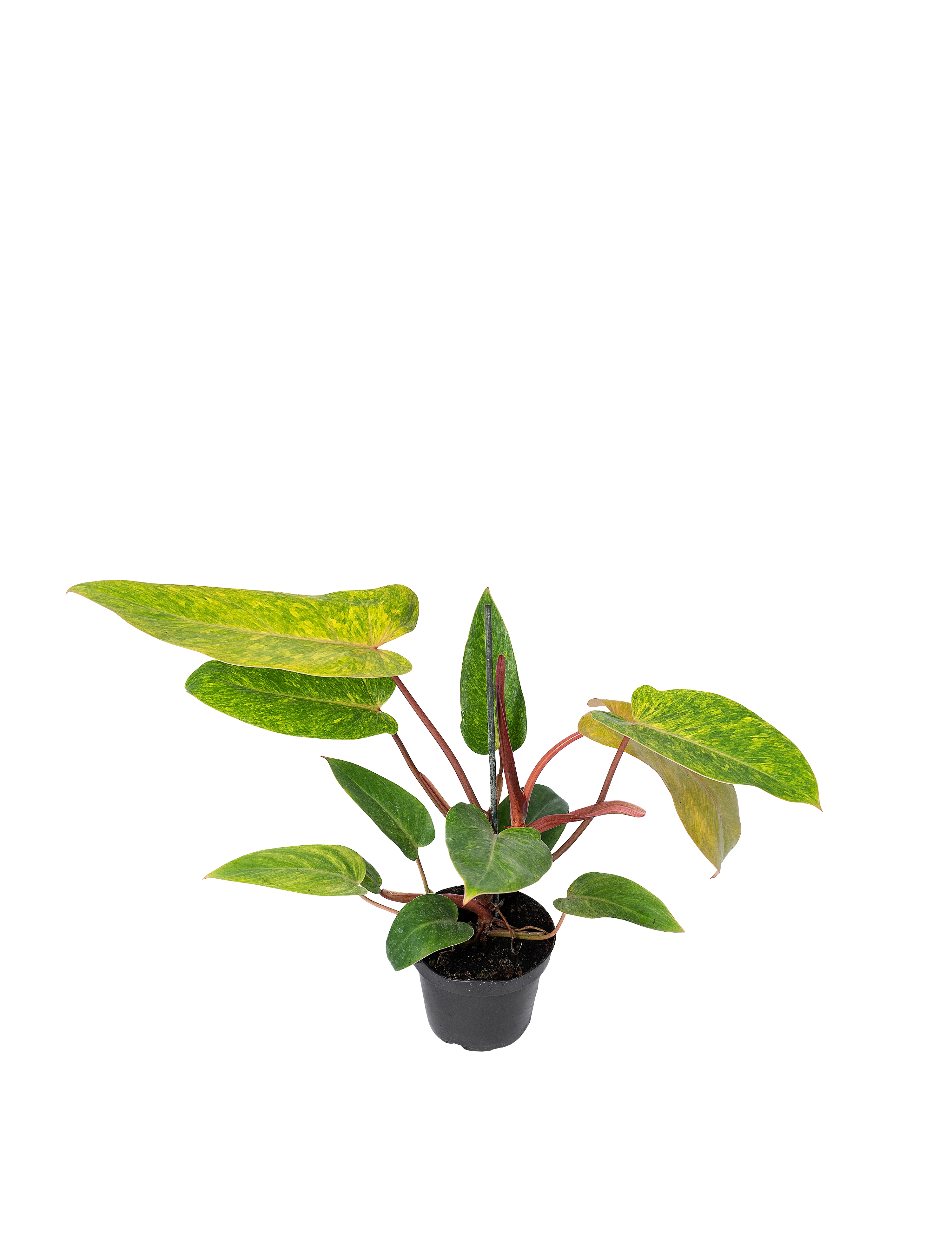 Dehner Baumfreund Philodendron - Zimmerpflanze 50-60cm Im 14cm Topf