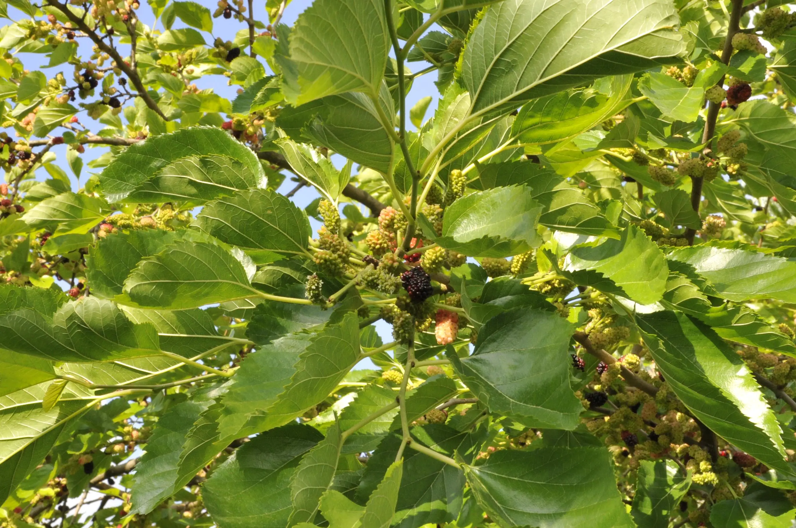 Sort morbær, opstammet, Morus nigra, 25 liter potte | Plantorama