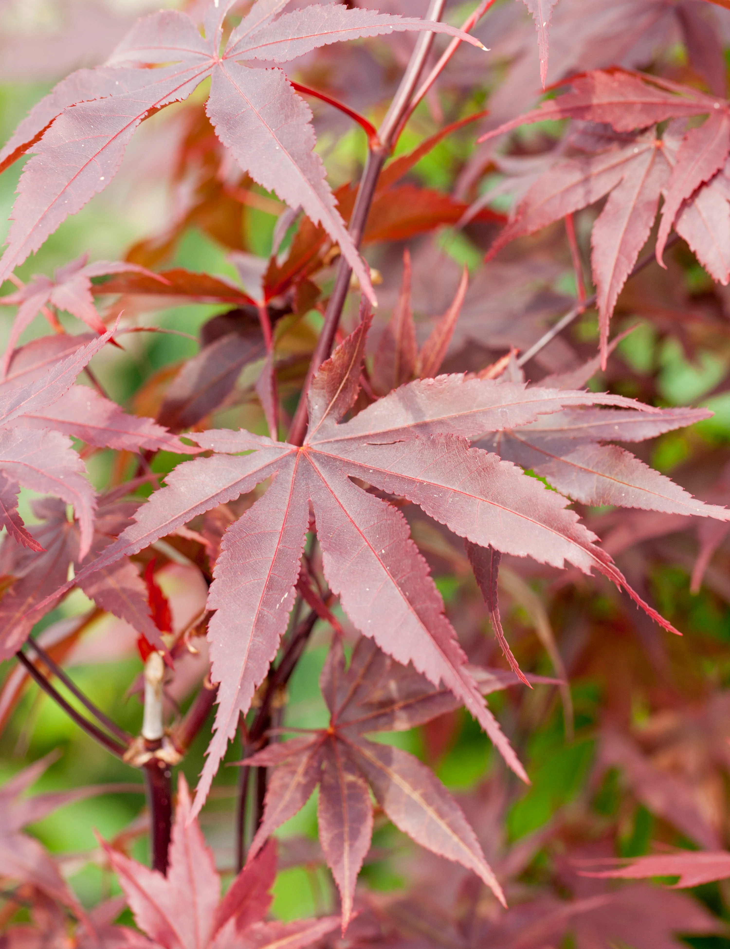 Japansk løn, Acer pal. 'Bloodgood', 10 liter potte,80+cm Plantorama