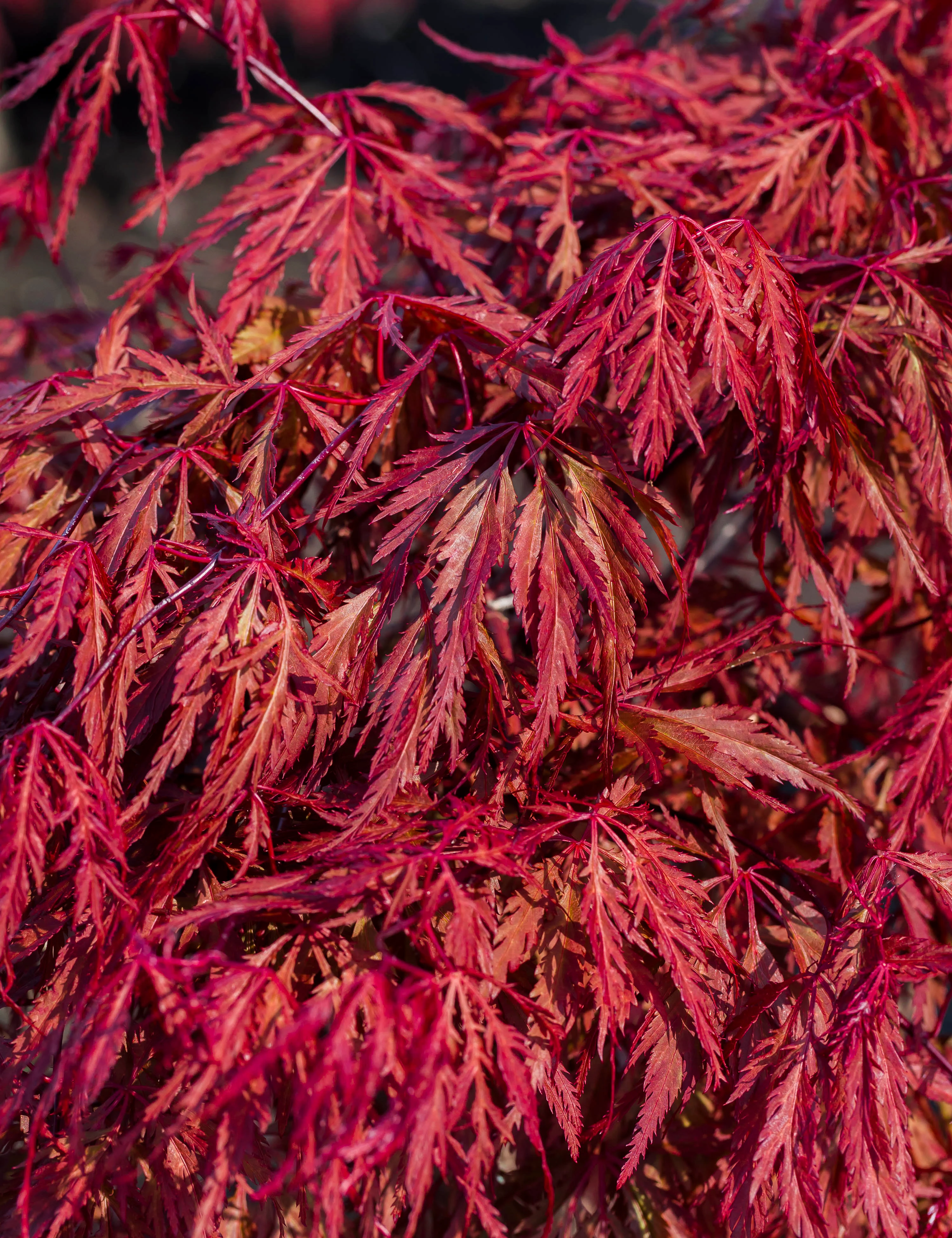 Rødbladet japansk Løn, opstammet, Acer pal. 'Dissectum Garnet', 7 liter ...