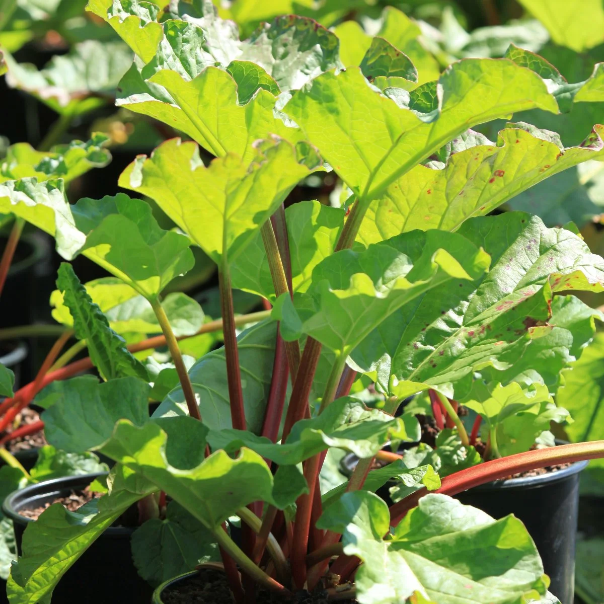 Rabarber, Rheum 'Canadian red', 3 liter potte
Rabarber, Rheum ful. 'Strawberry Surpris, 3 liter potte
Rabarber, remonterende, Rheum 'Livingstone', 3 liter potte
Rabarber, Rheum 'Elmsblitz', 3 liter potte
Rabarber, Rheum 'Victoria', 3 liter potte
Vinrabarber, Rheum 'Timberley Early', 3 liter potte