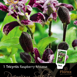 Tudselilje, Tricyrtis 'Raspberry Mousse'. Pakke med 1 løg