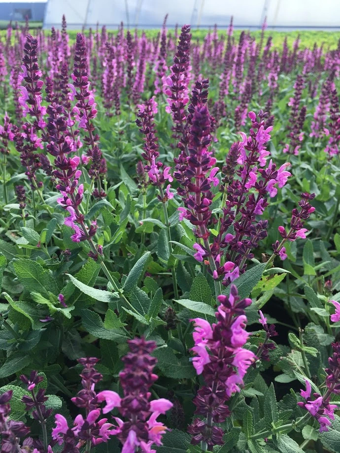 Staude Salvie Salvia Nem Sensation Deep Rose Liter Potte