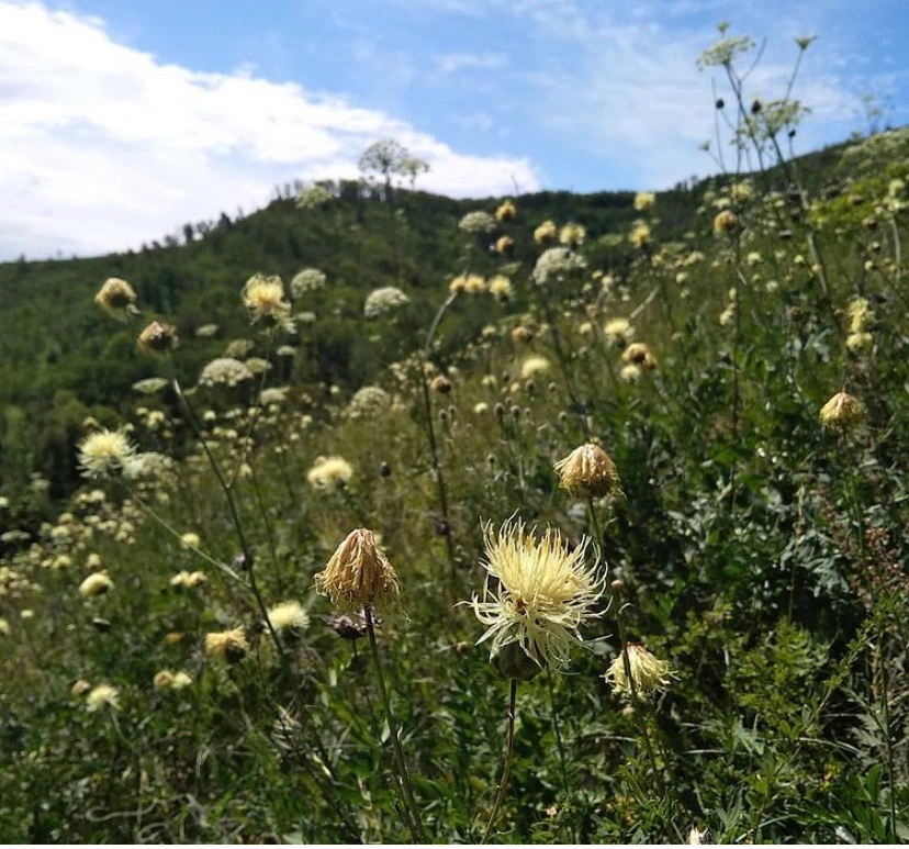 Knopurt, Centaurea ruthenica, 1 liter potte | Plantorama