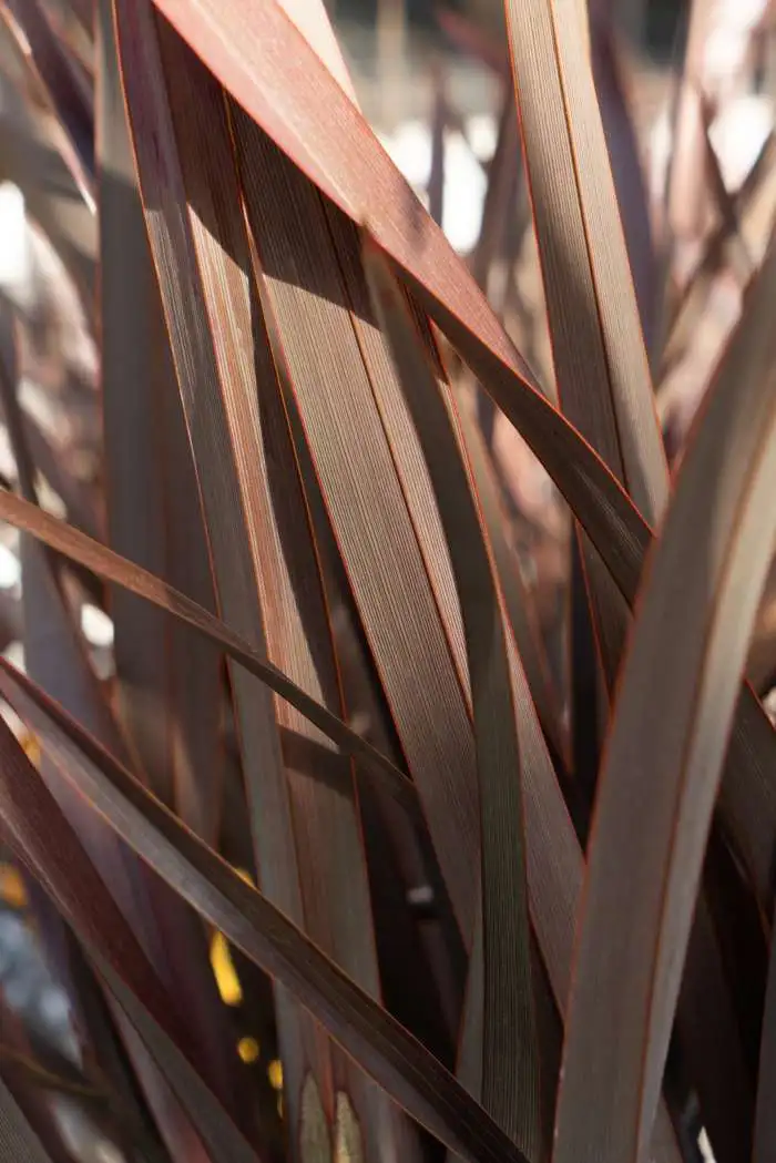 Krukkegræs Summerhardy, Phormium 'Rubra Nana', 3 liter potte, 40+cm ...