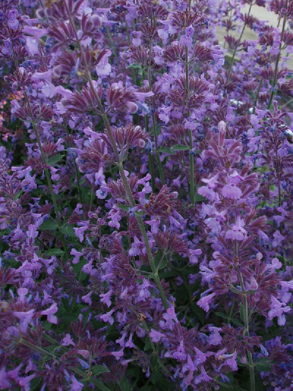Katteurt Nepeta 'Walkers Low' Plantorama
