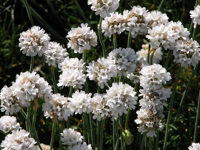 engelsk-gr-s-armeria-mar-alba-1-liter-potte-plantorama