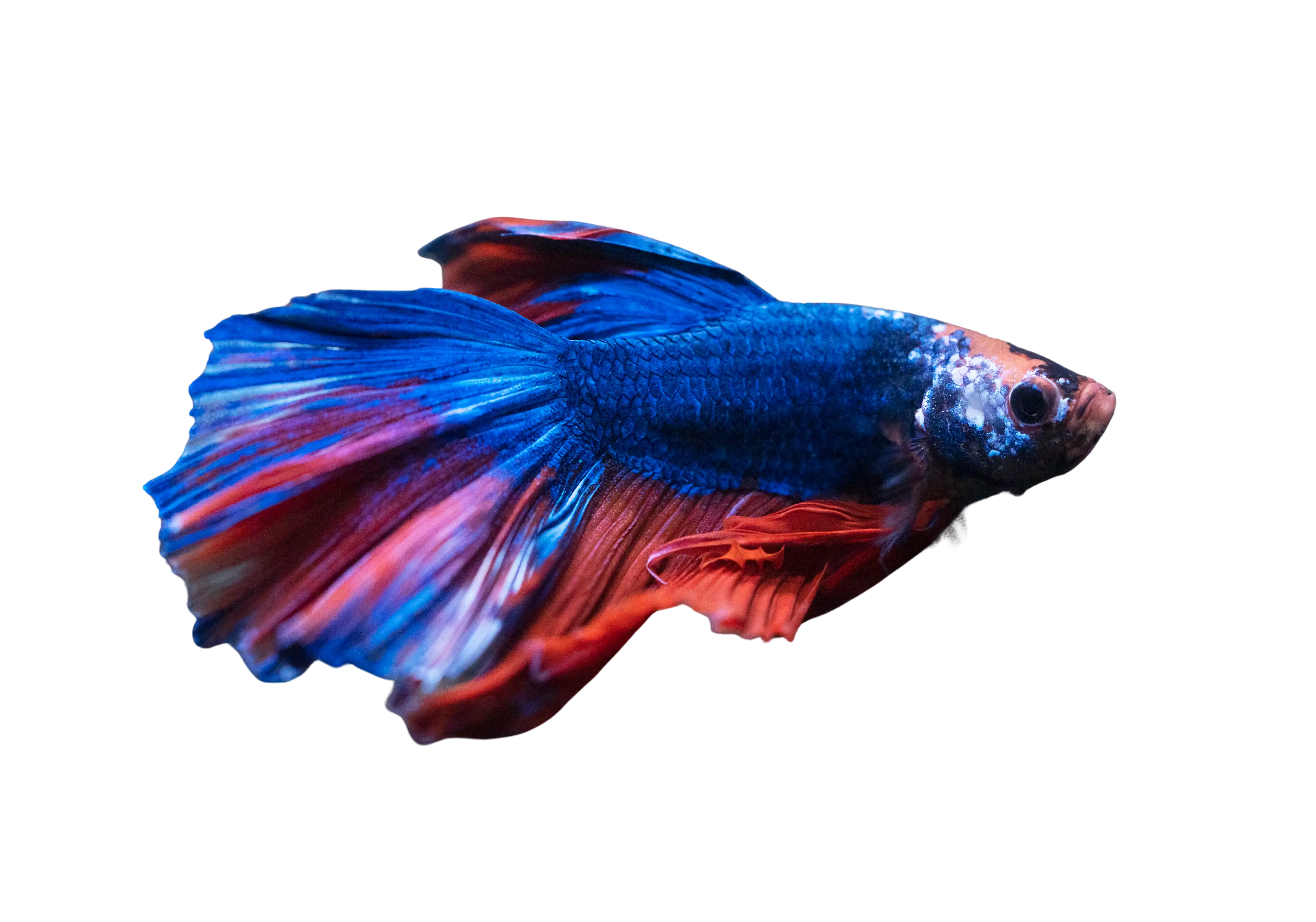 Hanif Fish Kampfisk Han