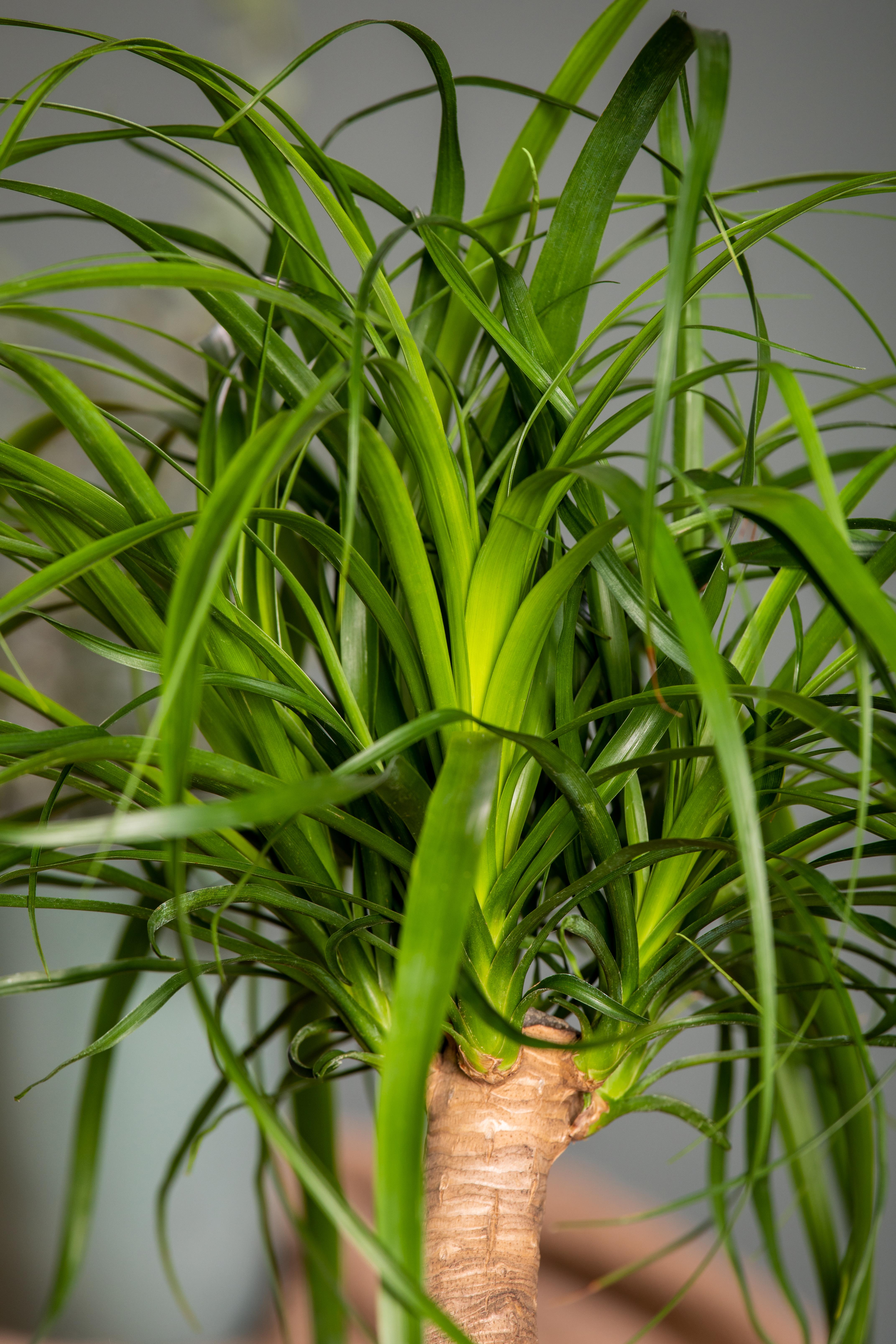 Elefantfod Beaucarnea recurvata 21 cm potte