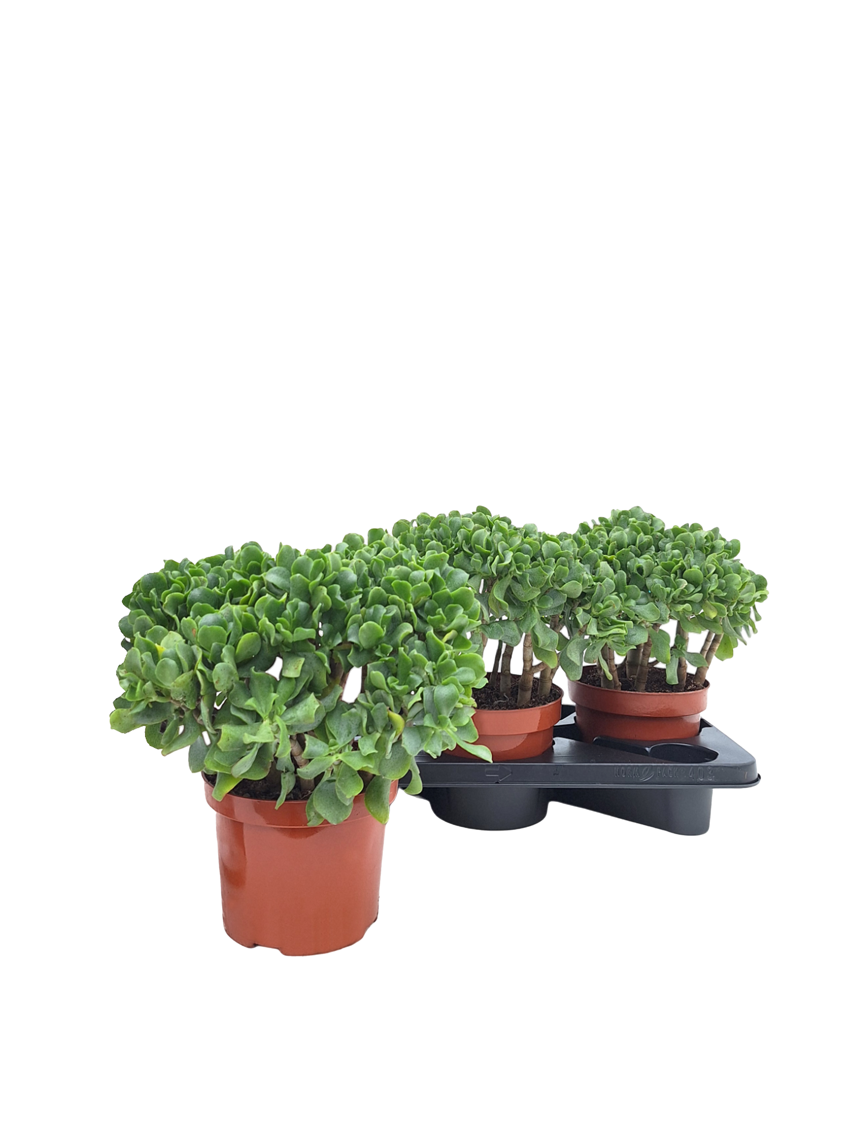 Pengetræ, Crassula arborescens 'Curly', Ø17 cm potte | Plantorama