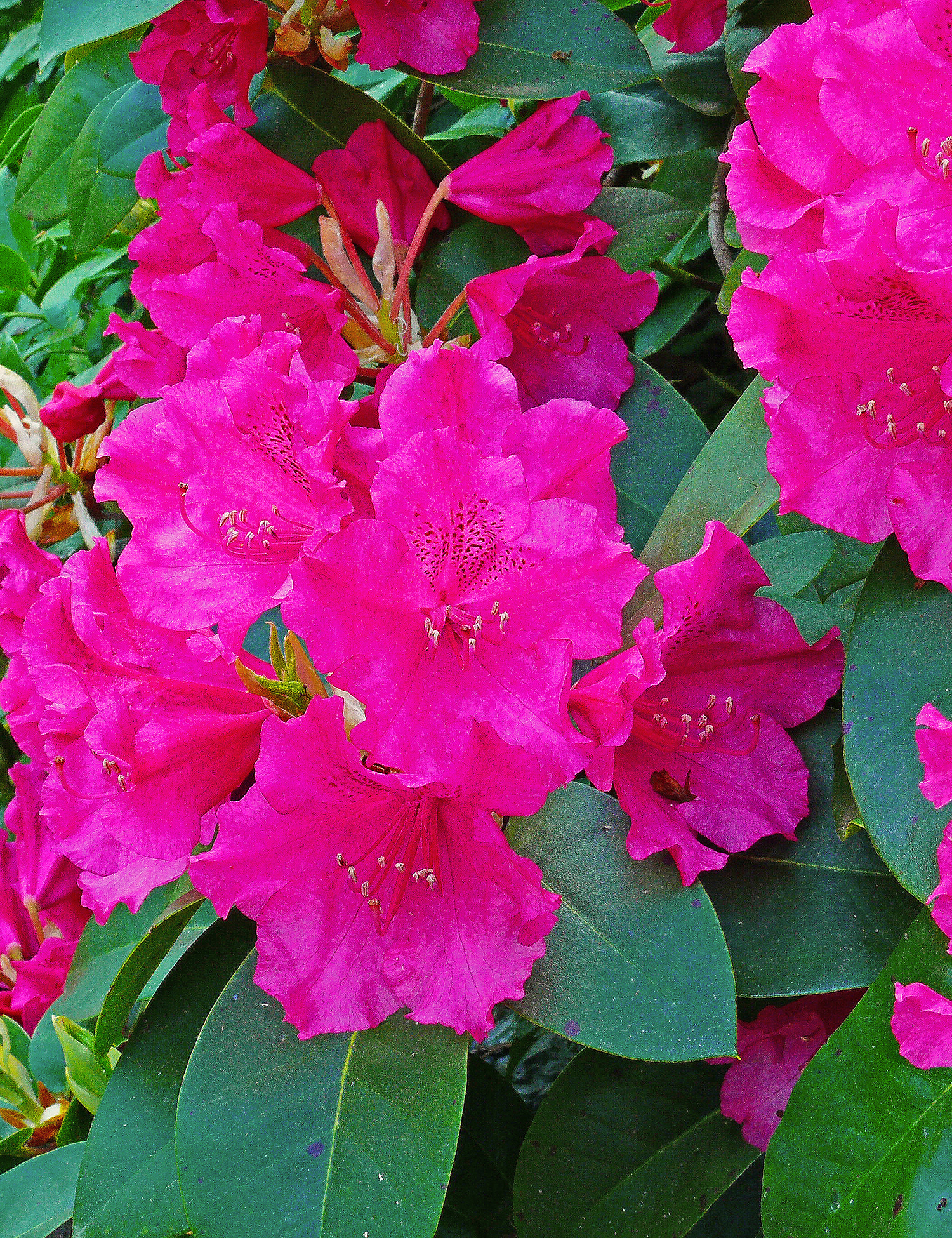 Rhododendron, 'Will August Lamken', 5 liter potte | Plantorama