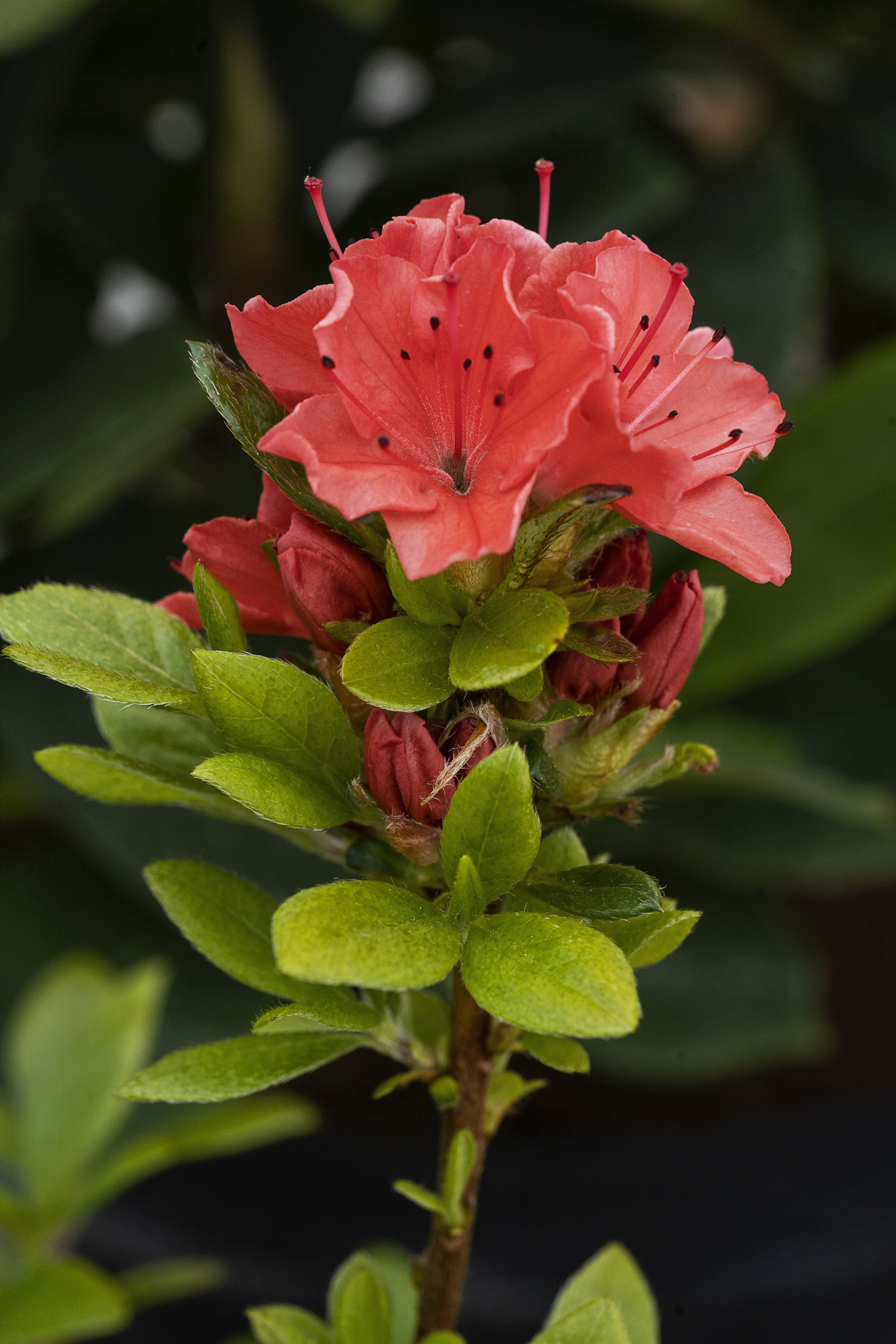 Japansk Azalea, Rhododendron japonicum 'Geisha Orange', 2 liter potte |  Plantorama